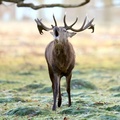 Stag Deer calls, Bushy Park, London, England, UK